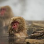 温泉地への旅行は気分をリフレッシュするのには最適です